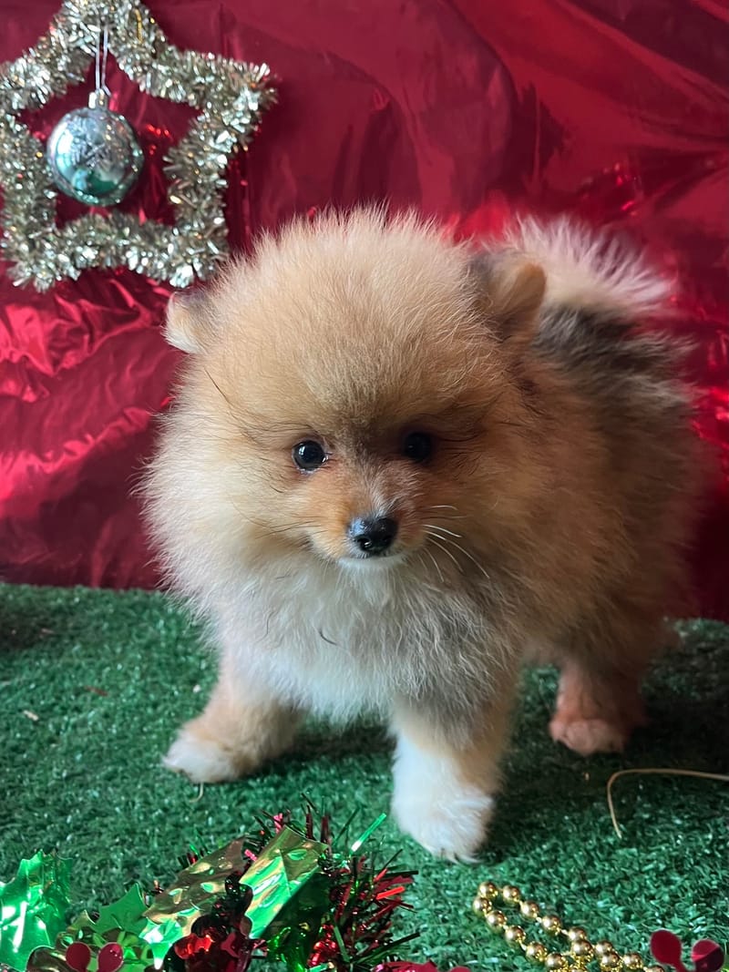 AKTARUS, mâle né le 03/09/2025 non LOF (parents LOF)