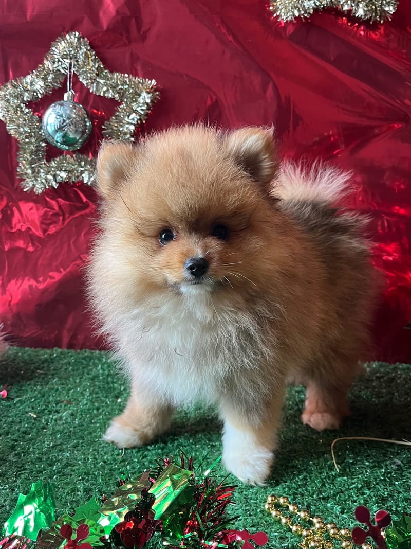 AKTARUS, mâle né le 03/09/2025 non LOF (parents LOF)