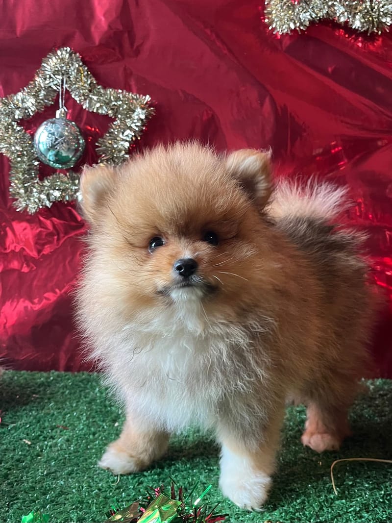 AKTARUS, mâle né le 03/09/2025 non LOF (parents LOF)