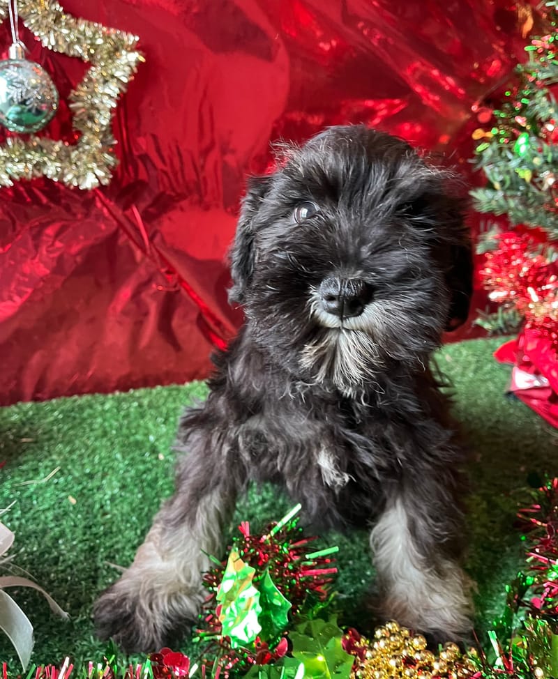 AGAT, femelle née le 14/09/2025 LOF