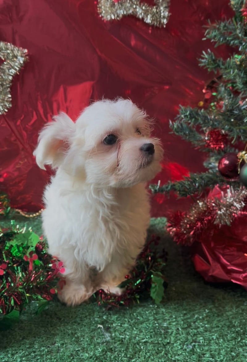 ASTON, mâle né le 30/08/2025 LOF