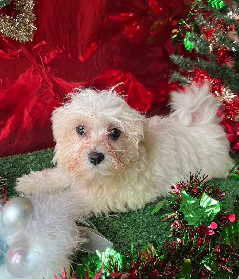 ALEXIA, femelle née le 24/08/2025 LOF