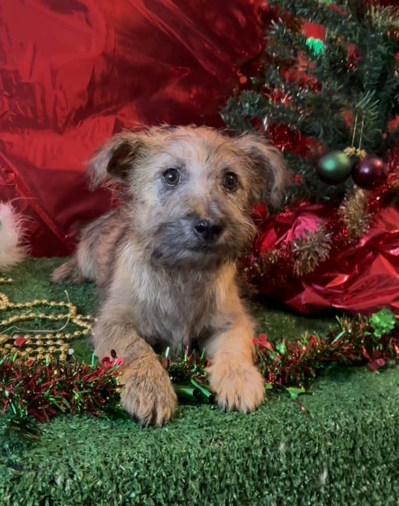 AARON, mâle né le 16/08/2025 non LOF (parents LOF)