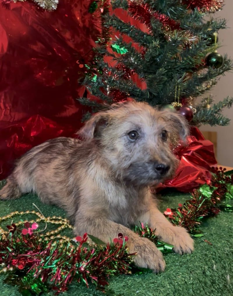 AARON, mâle né le 16/08/2025 non LOF (parents LOF)