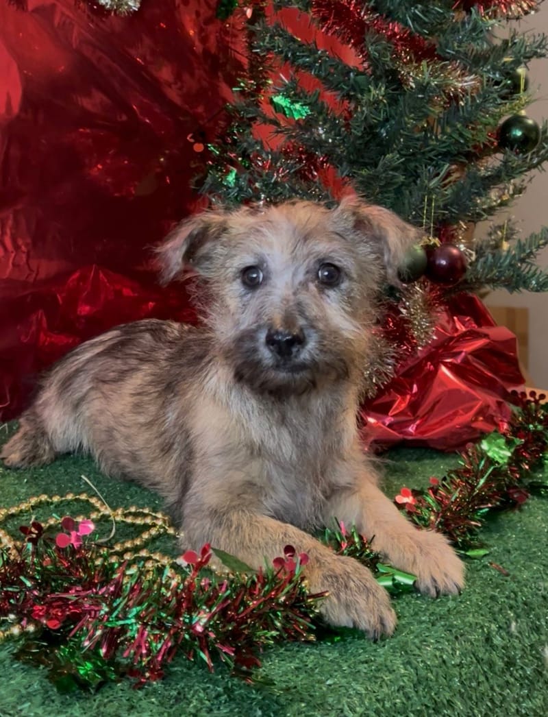 AARON, mâle né le 16/08/2025 non LOF (parents LOF)