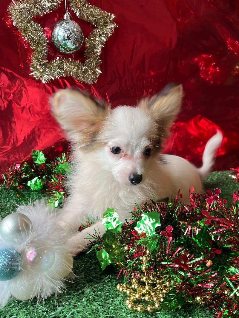 ALESIA, femelle née le 07/08/2025 LOF