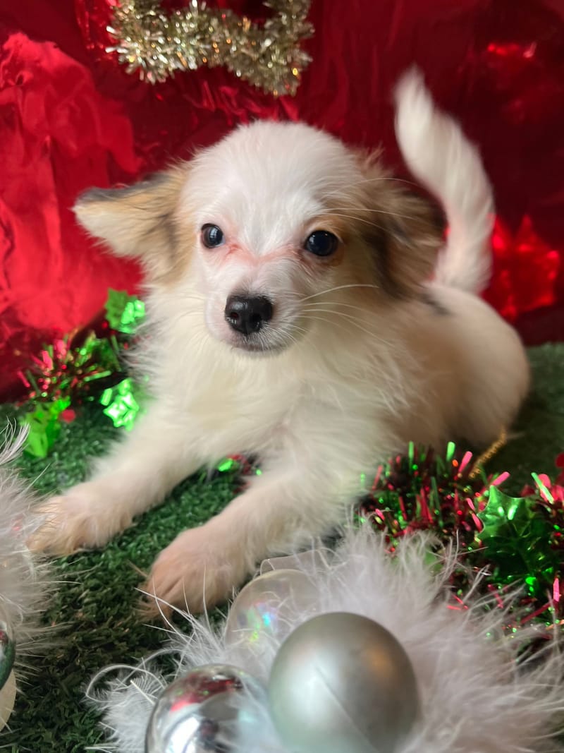 ALESIA, femelle née le 07/08/2025 LOF