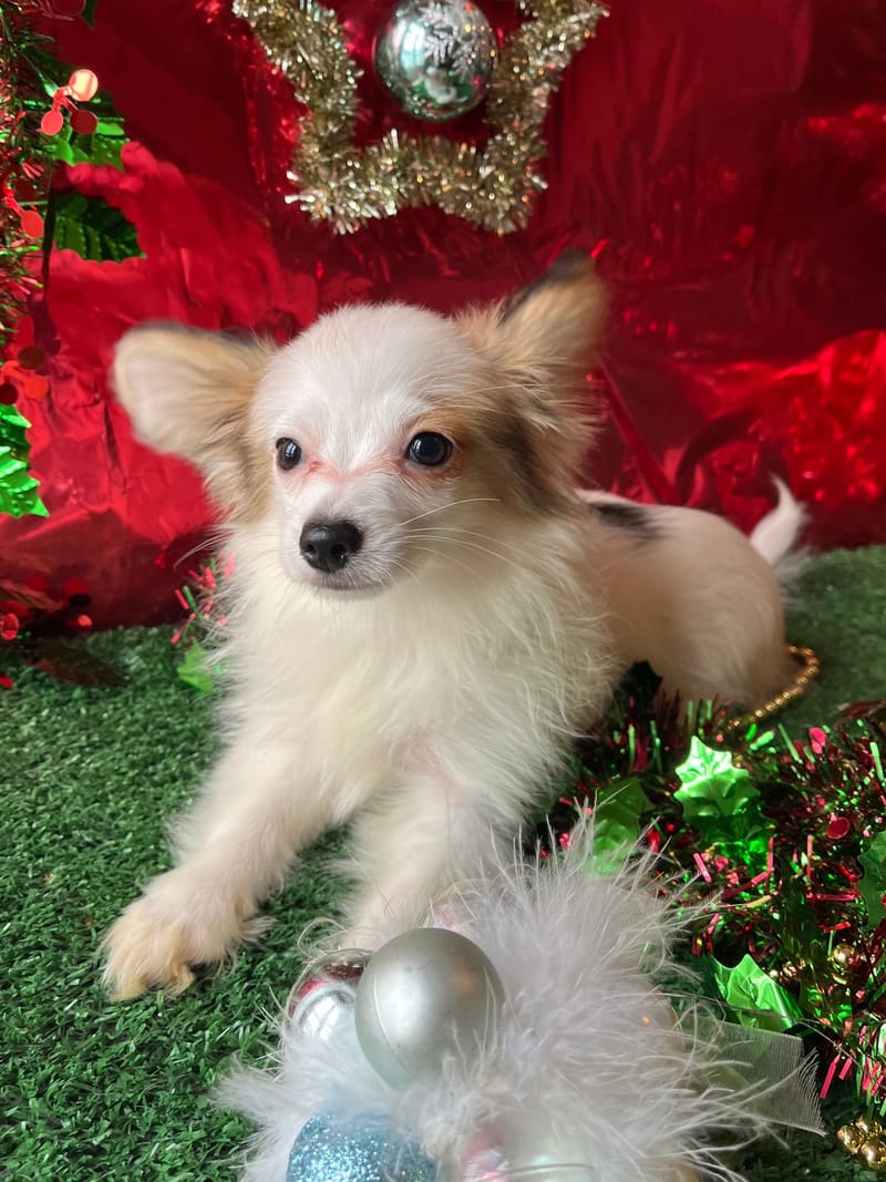 ALESIA, femelle née le 07/08/2025 LOF