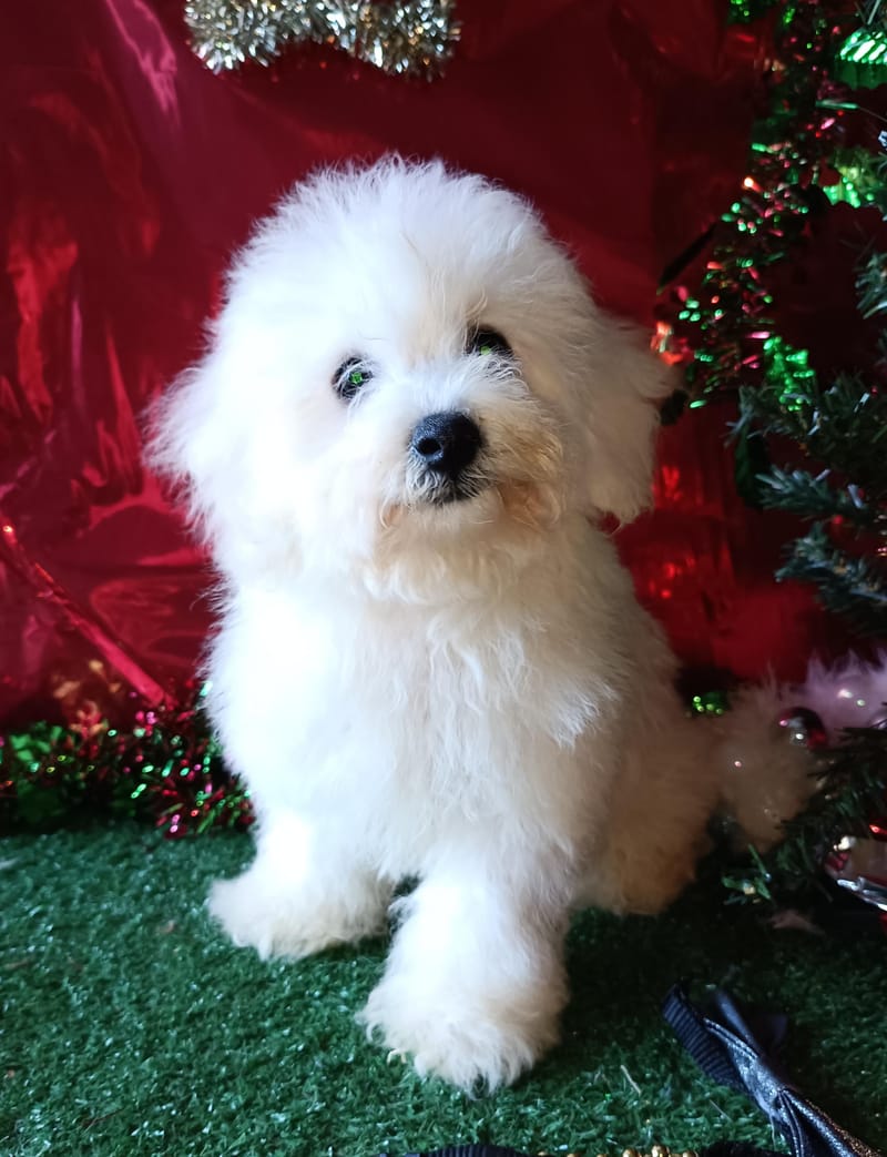 ANTO, mâle né le 15/08/2025 LOF