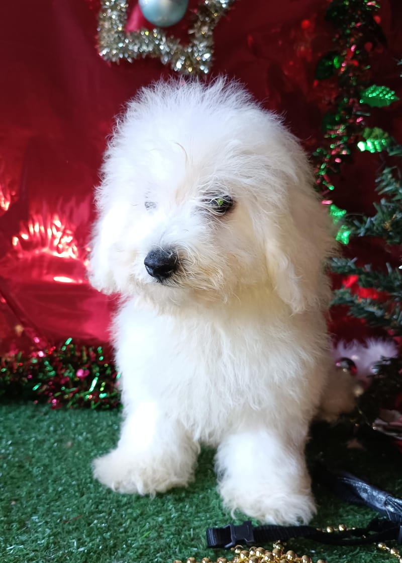 ANTO, mâle né le 15/08/2025 LOF