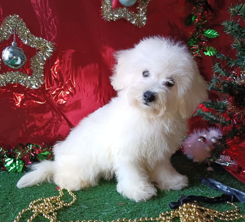 ANTO, mâle né le 15/08/2025 LOF