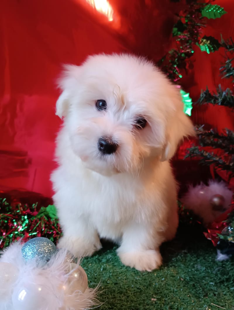 ARTIST, Femelle née le 14/09/2025 LOF