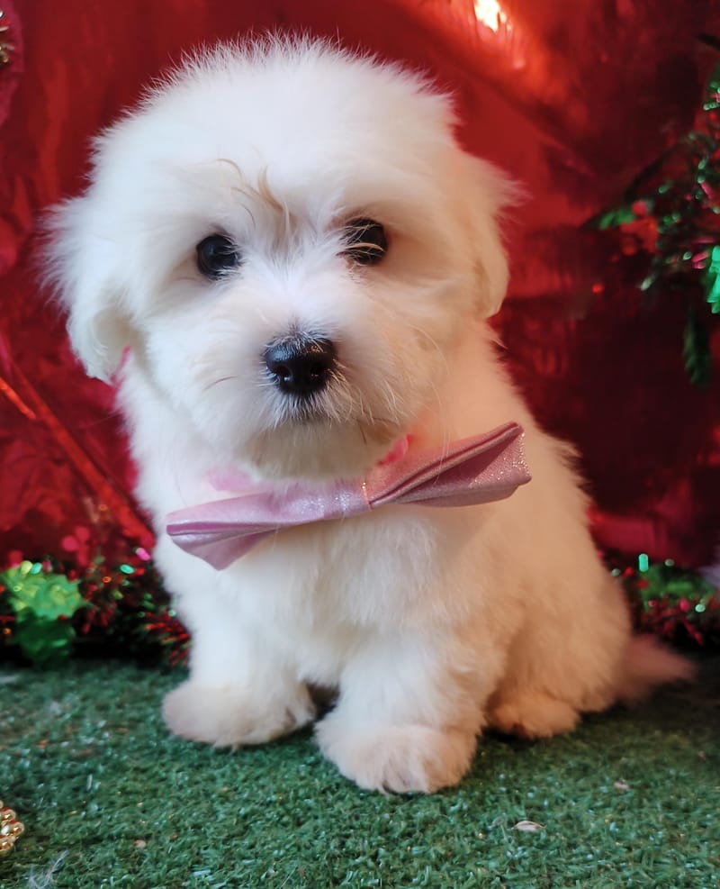 ARTIST, Femelle née le 14/09/2025 LOF