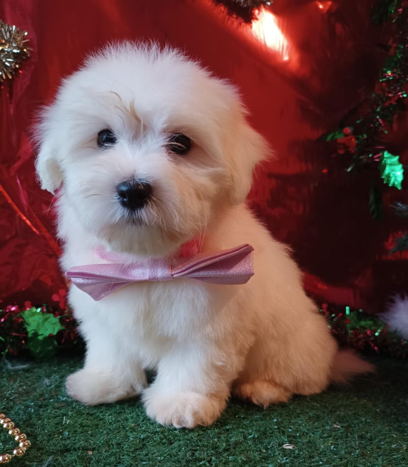 ARTIST, Femelle née le 14/09/2025 LOF