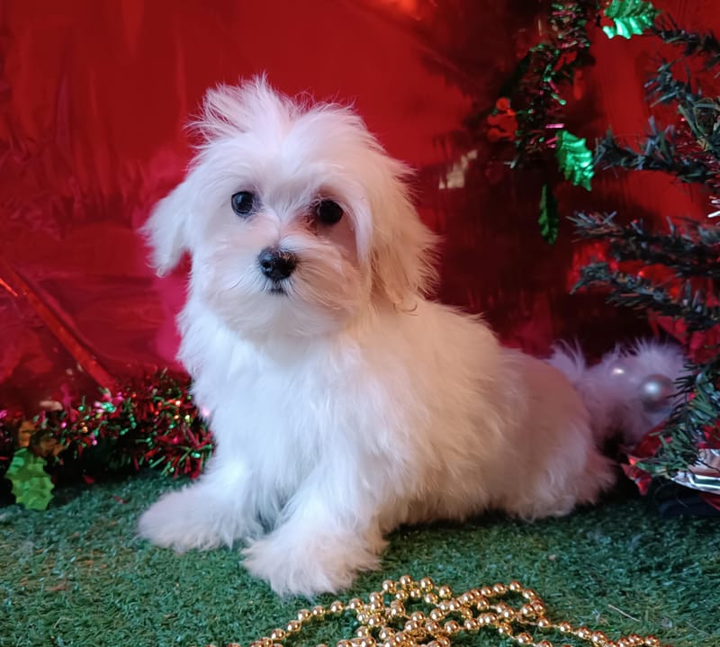 ALEXIA, femelle née le 24/08/2025 LOF