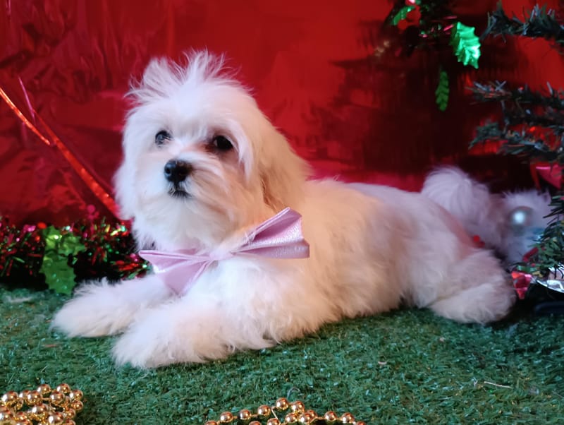 ALEXIA, femelle née le 24/08/2025 LOF