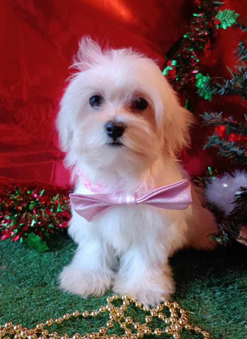 ALEXIA, femelle née le 24/08/2025 LOF