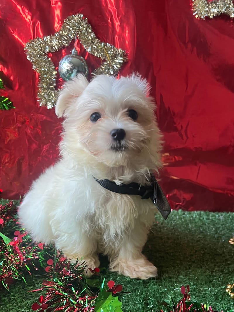 ASTON, mâle né le 30/08/2025 LOF