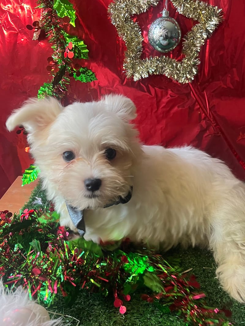 ASTON, mâle né le 30/08/2025 LOF