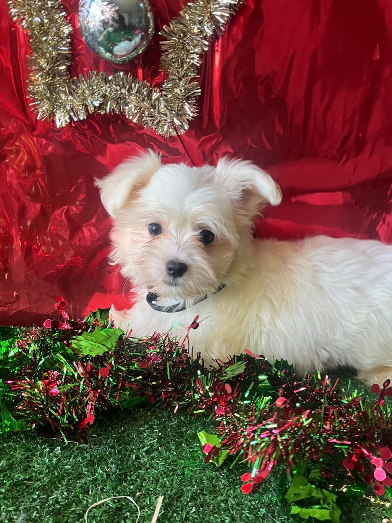 ASTON, mâle né le 30/08/2025 LOF