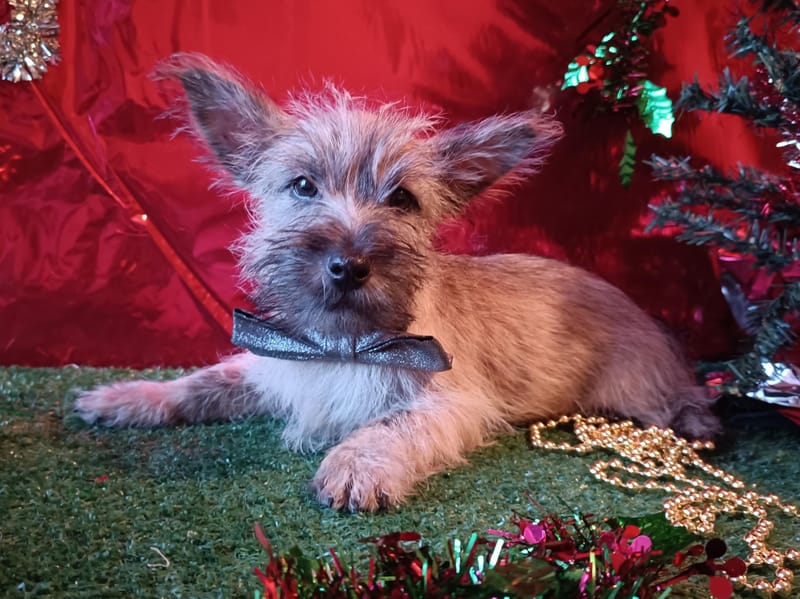 ARTUS, mâle né le 16/08/2025 non lof (parents LOF)