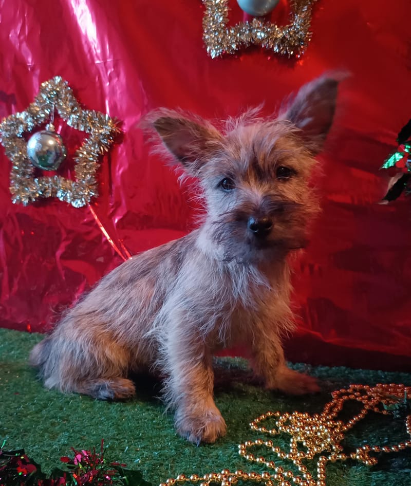 ARTUS, mâle né le 16/08/2025 non lof (parents LOF)