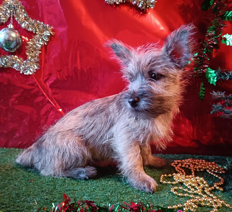 ARTUS, mâle né le 16/08/2025 non lof (parents LOF)