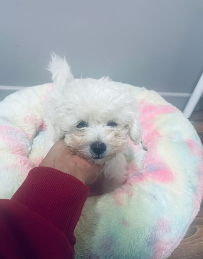 ALDO mâle né le : 01/09/25 LOF