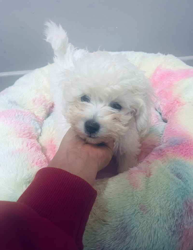 ALDO mâle né le : 01/09/25 LOF