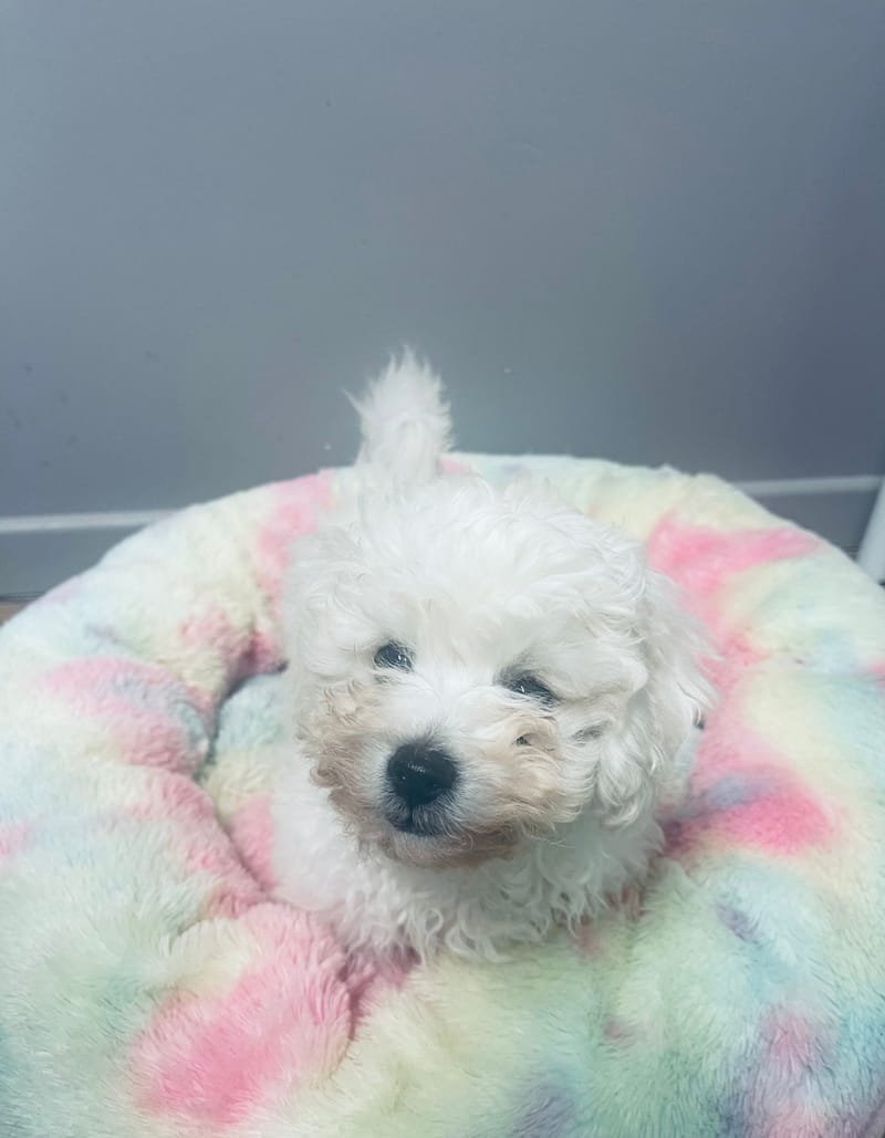 ALDO mâle né le : 01/09/25 LOF