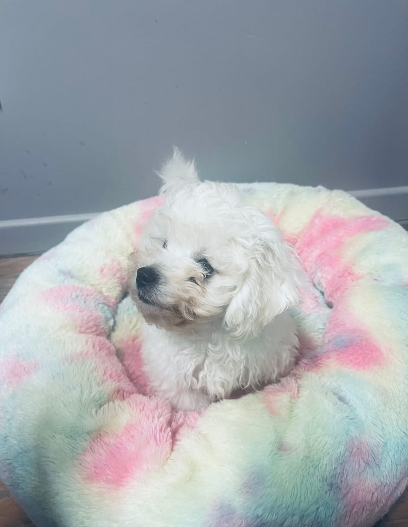 ALDO mâle né le : 01/09/25 LOF