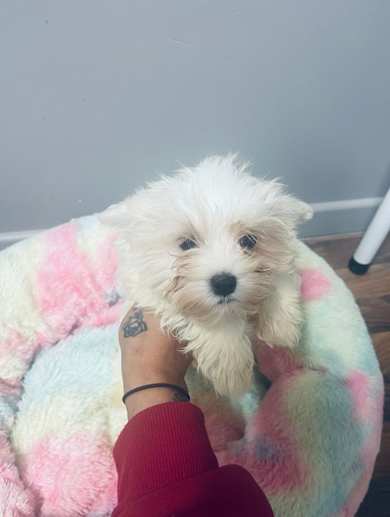 ALDO mâle né le: 30/08/25 ( LOF)