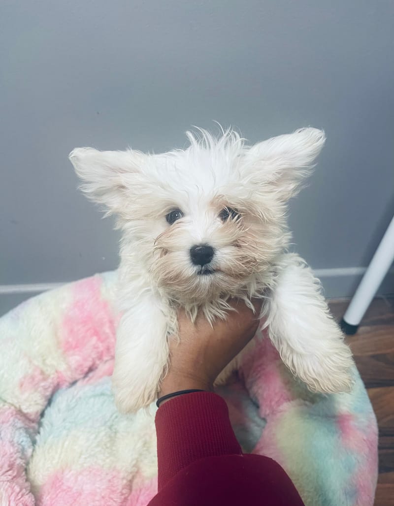 ALDO mâle né le: 30/08/25 ( LOF)