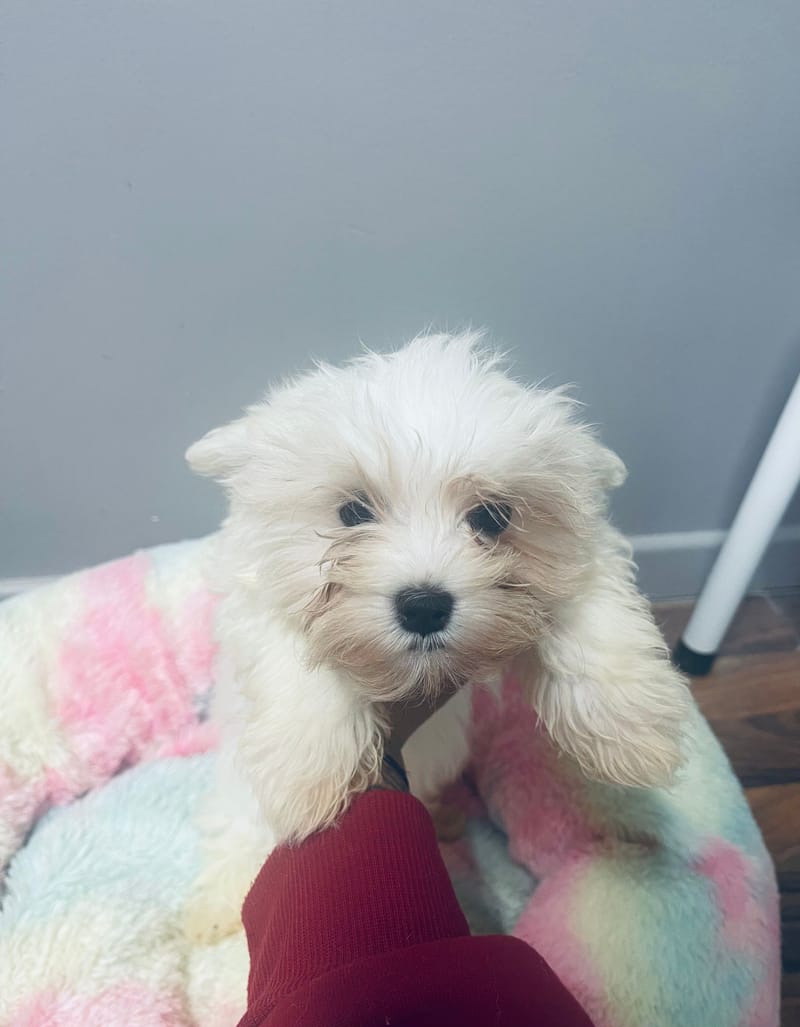 ALDO mâle né le: 30/08/25 ( LOF)