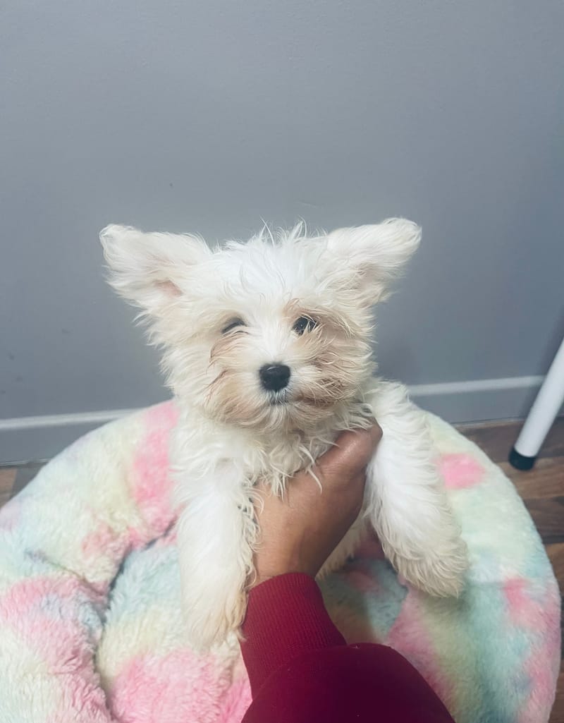 ALDO mâle né le: 30/08/25 ( LOF)