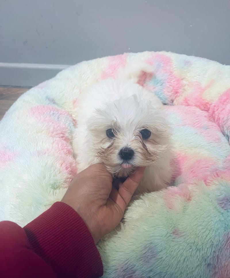 AZOT mâle né : 30/08/2025 (LOF)