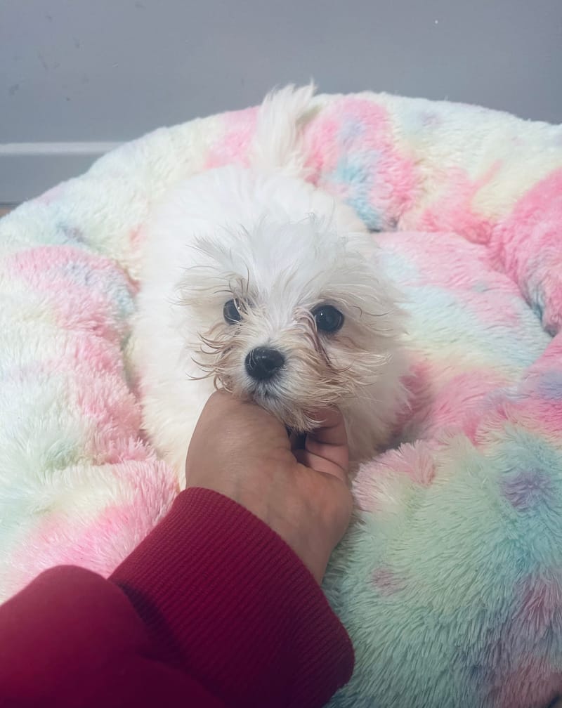 AZOT mâle né : 30/08/2025 (LOF)