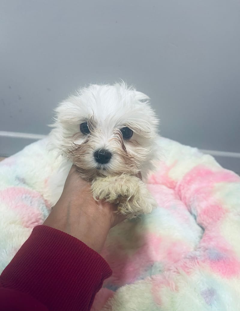 AZOT mâle né : 30/08/2025 (LOF)