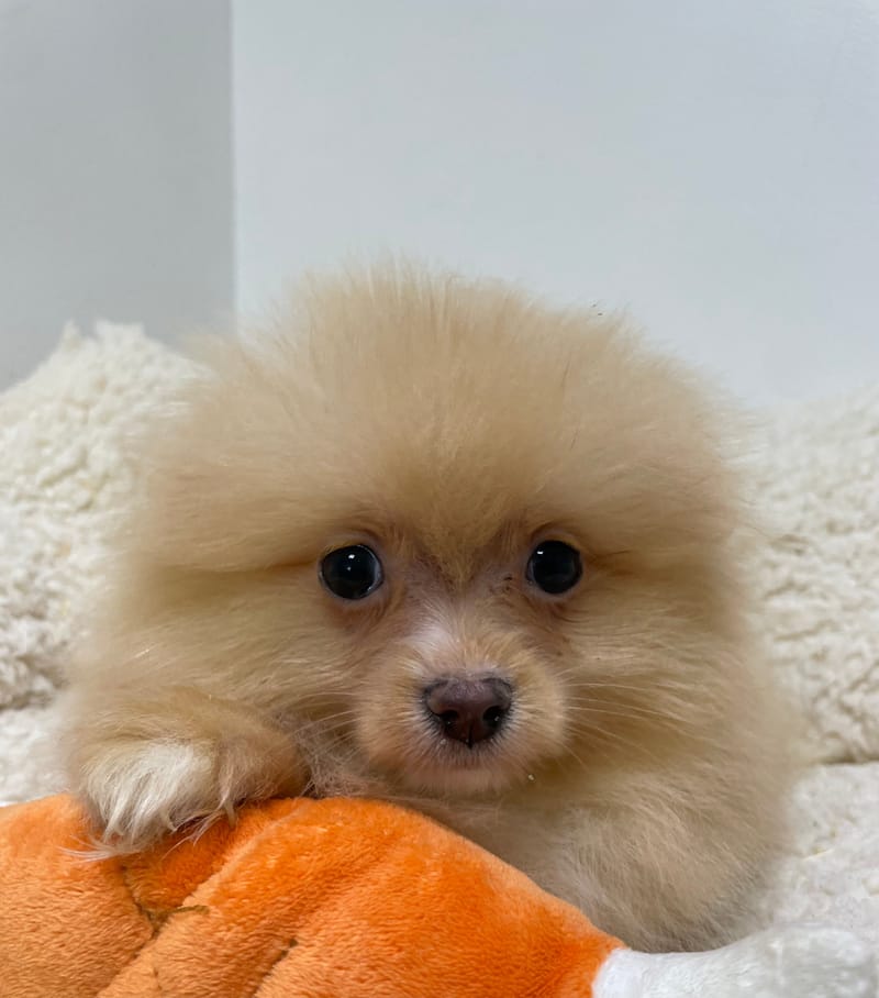 Aldo, Spitz mâle né le 15/09/25 Non LOF