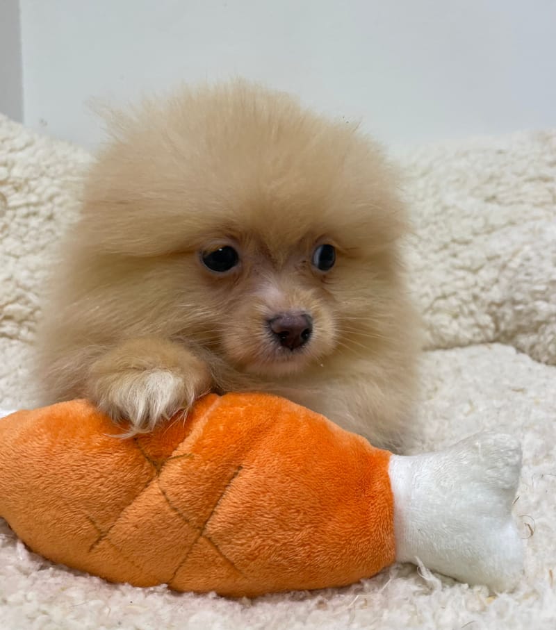 Aldo, Spitz mâle né le 15/09/25 Non LOF