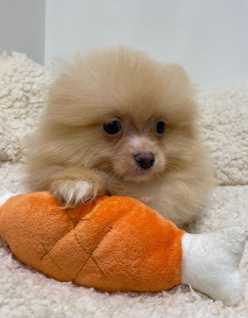 Aldo, Spitz mâle né le 15/09/25 Non LOF