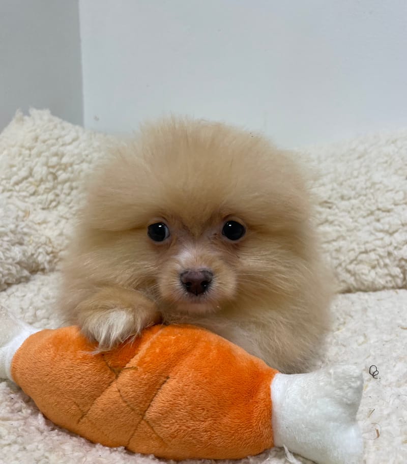 Aldo, Spitz mâle né le 15/09/25 Non LOF