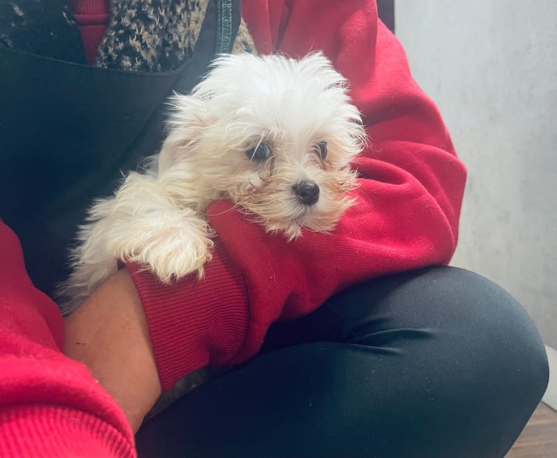 AZOT mâle né : 30/08/2025 (LOF)