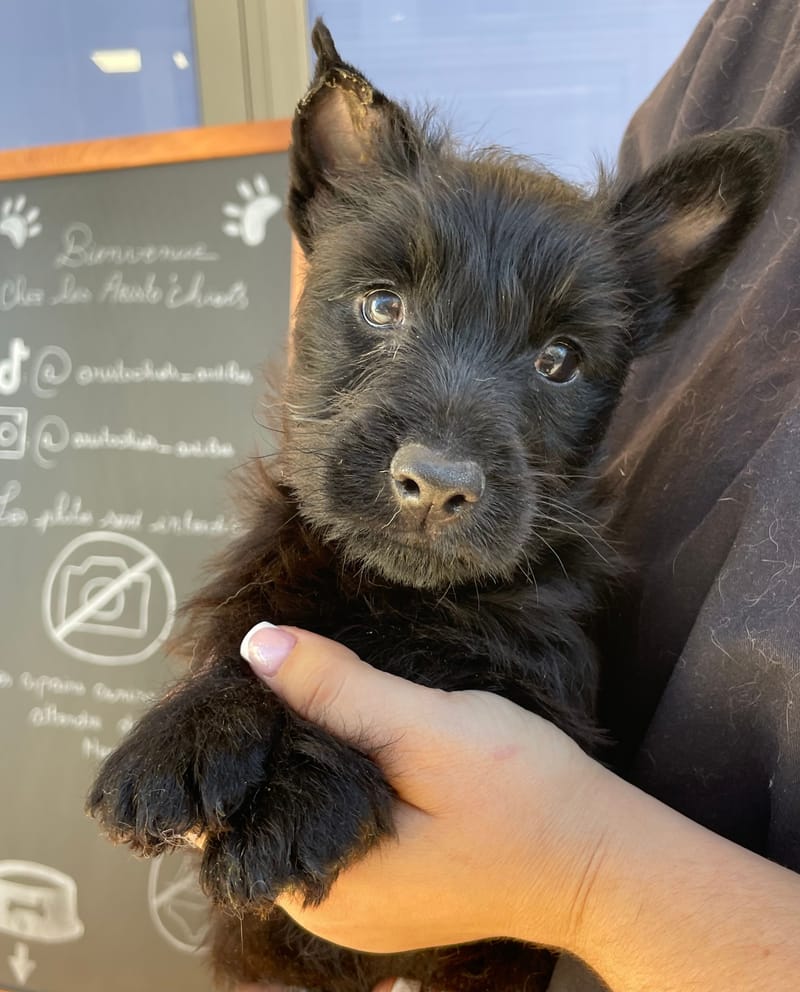 Aaron, Scottish terrier mâle né le 29/09/25 Non LOF (Parents LOF)