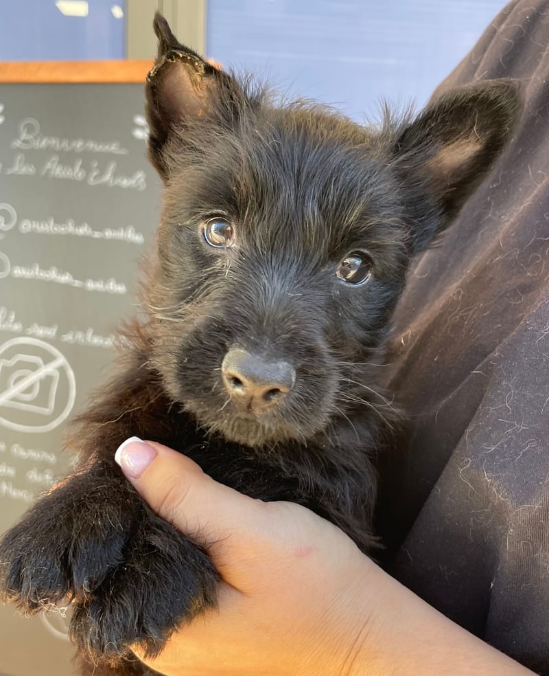 Aaron, Scottish terrier mâle né le 29/09/25 Non LOF (Parents LOF)