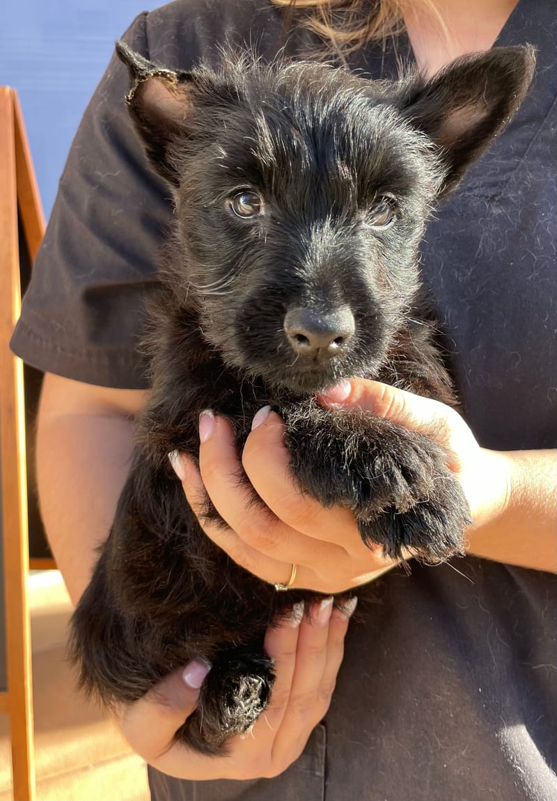 Aaron, Scottish terrier mâle né le 29/09/25 Non LOF (Parents LOF)