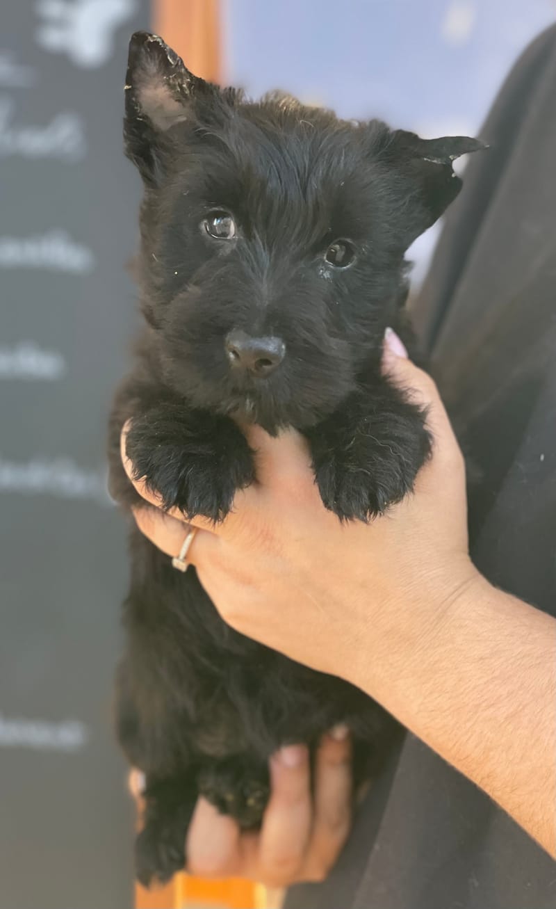 Asia , Scottish Terrier femelle née le 29/09/05 Non LOF (Parents LOF)