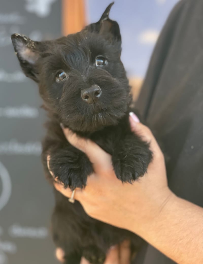 Asia , Scottish Terrier femelle née le 29/09/05 Non LOF (Parents LOF)