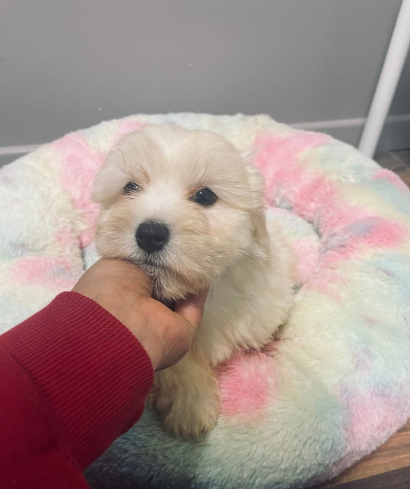 Anita femelle née le: 22/09/2025 Parents LOF)