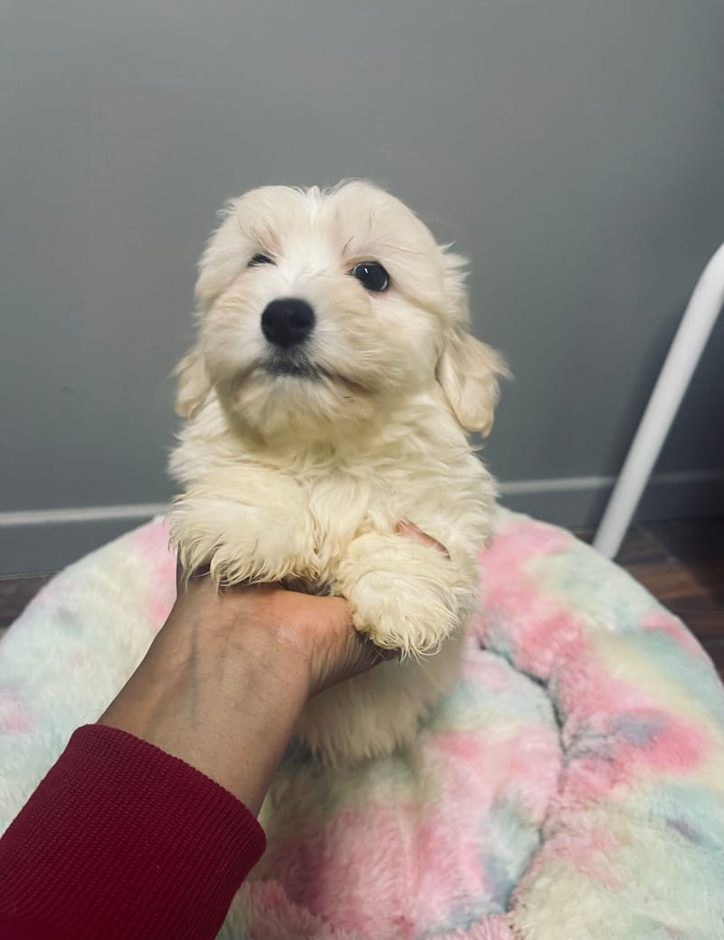 Anita femelle née le: 22/09/2025 Parents LOF)